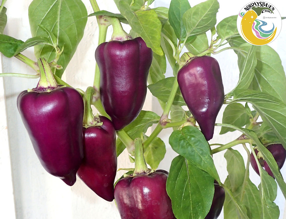 Thumbnail: Mystic Paprika