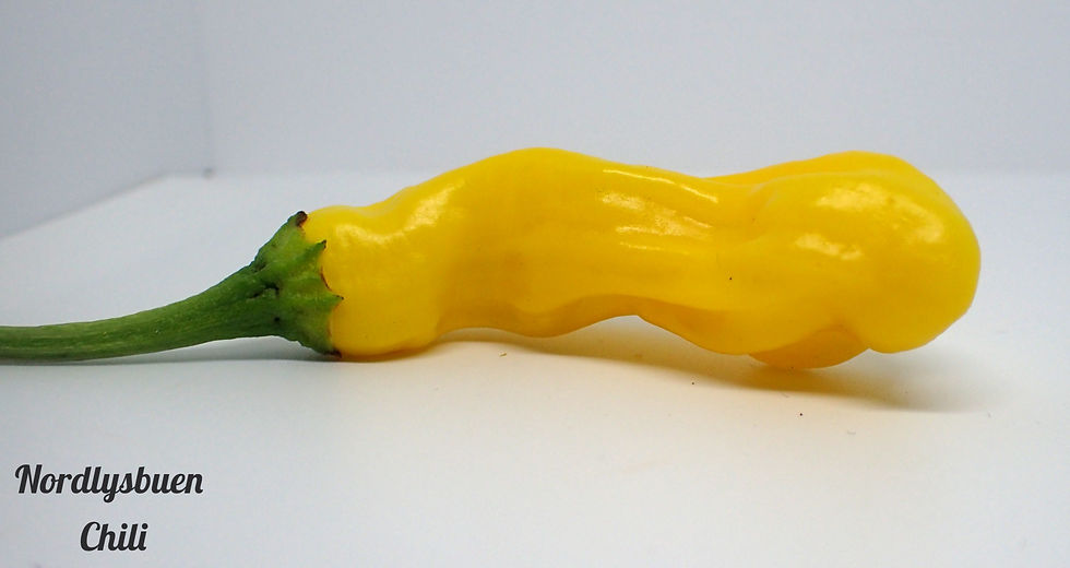 Miniatyrbilde: Peter Penis Yellow