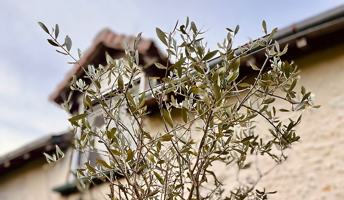 IMG_5867 2_edited.jpg