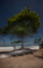 Miniatura: MANGROVE MOON
