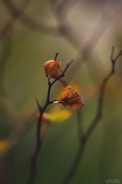Проведение фотосессий Киев Украина.
