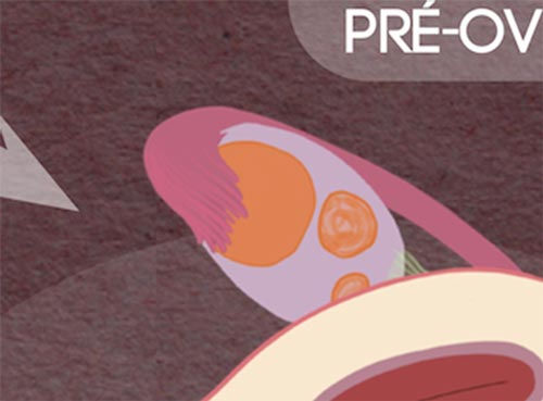 Zoom sur les ovaires et la période d’ovulation extrait de la planche cycle menstruel, formats imprimés et numériques