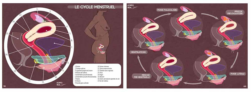 Fiches numériques du cycle menstruel avec légendes complètes et schéma pédagogique