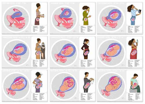 Fiches numériques de la grossesse avec numéros masqués pour exercices ou jeux éducatifs