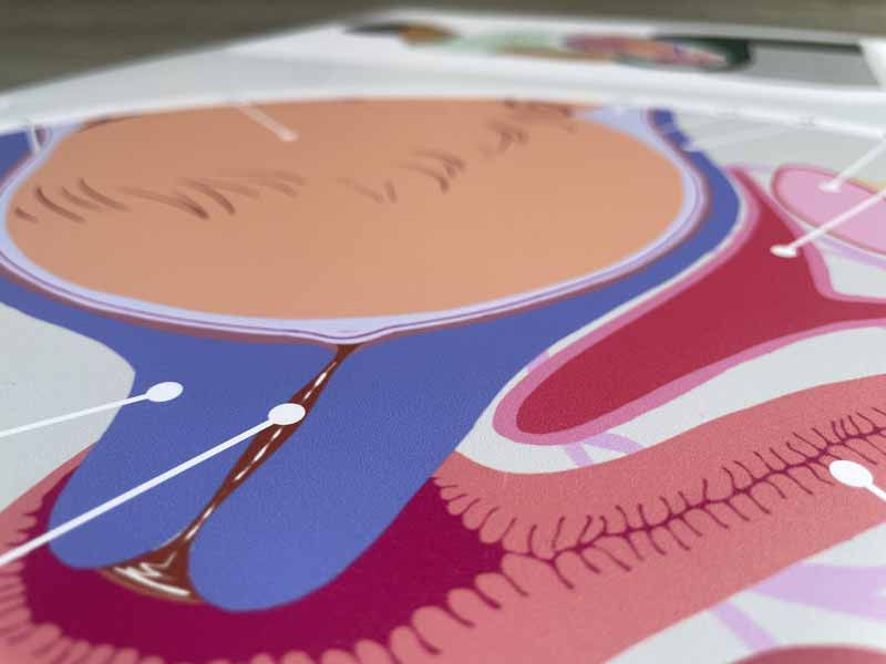 Zoom sur le poster A2 de la dilatation du col de l’utérus, imprimé sur PVC souple, mettant en évidence la finesse du tracé et la qualité du rendu anatomique.