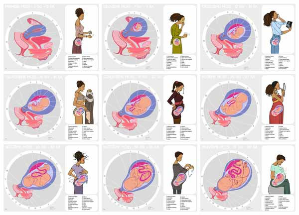 Fiches numériques de la grossesse avec légendes complètes sous chaque illustration