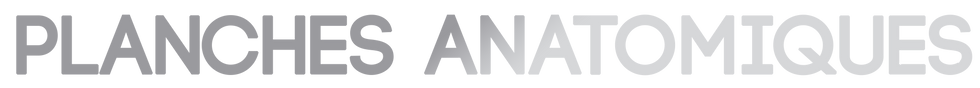 titre __h1__planches__anatomiques.png
