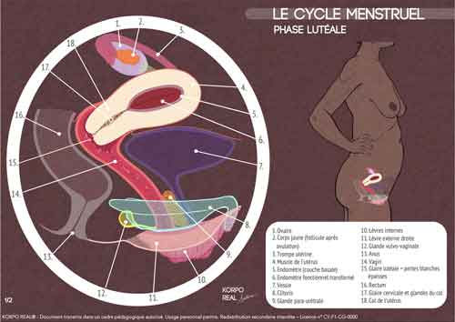 cycle-menstruel__numerique__fiches-schema-legende__4__fr.jpg