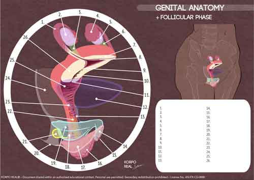 anatomie-genitale__numerique__fiches-exercice-sans-legende__2__en.jpg