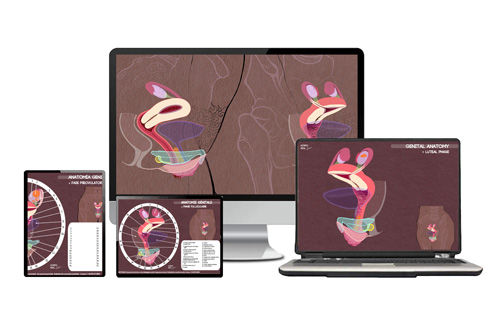 Planche numérique d’anatomie génitale : vulve, clitoris, utérus, en représentation inclusive
