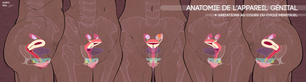 Frise numérique complète d’anatomie génitale : vulve, clitoris, utérus, en représentation inclusive