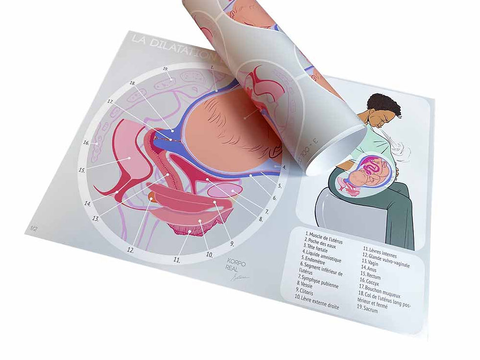 Vue d’ensemble des deux fiches A2 sur la dilatation du col de l’utérus – progression visuelle de 0 à 10 cm, affiches pédagogiques en PVC souple