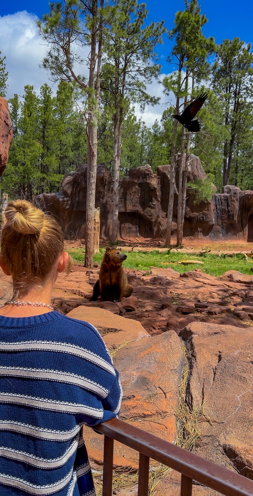 Grizzly bear enclosure at Bearizona Wildlife Park in Williams, Arizona