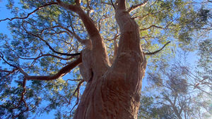 Essential Insights for Effective Tree Maintenance and Pruning Techniques