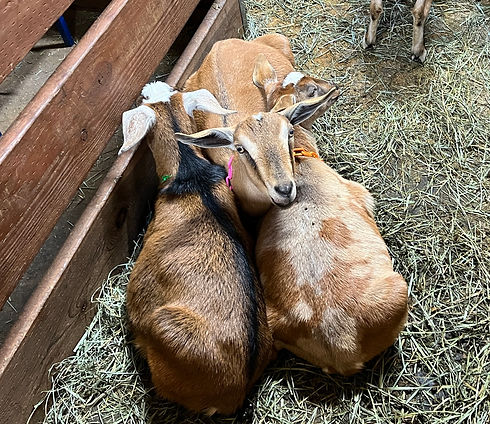 packedgoats.jpg