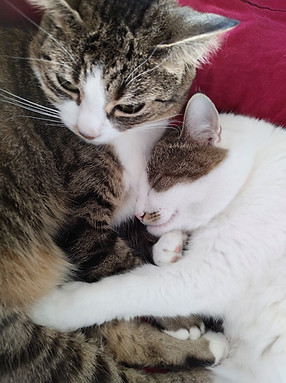 Sara und Salome