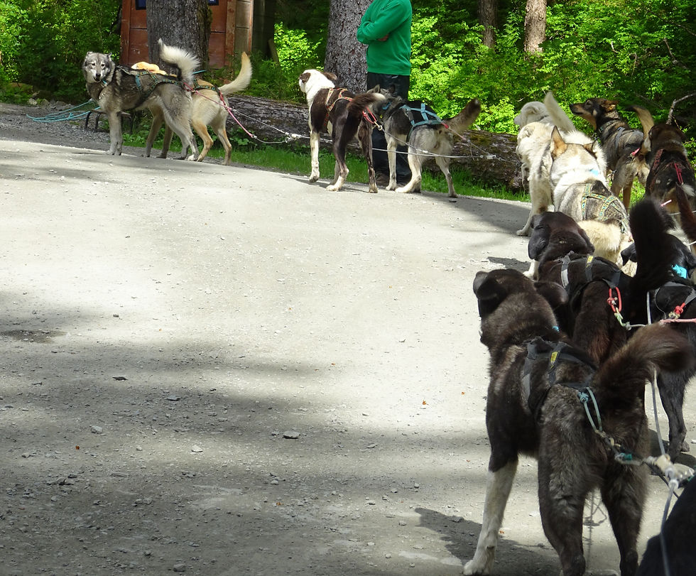 Day 3 - Dog Musher's Camp at Juneau