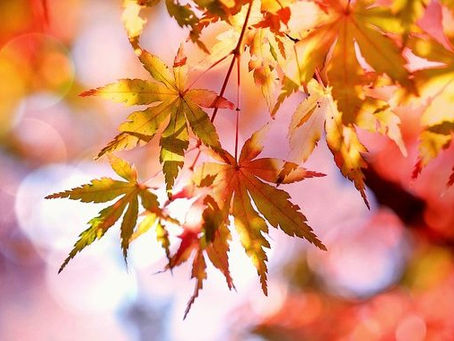                       Accueillir l'automne en douceur!