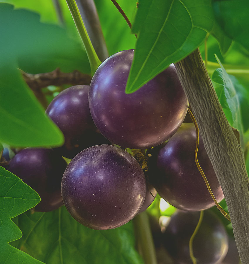 Muscadine growing on the vine.