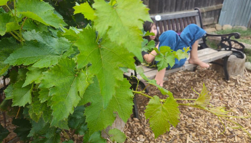 Thriving grape leaves.