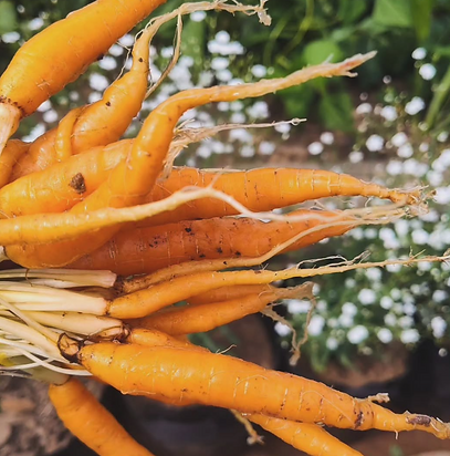 Gnarled bunch of carrots.