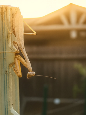 Praying Mantis