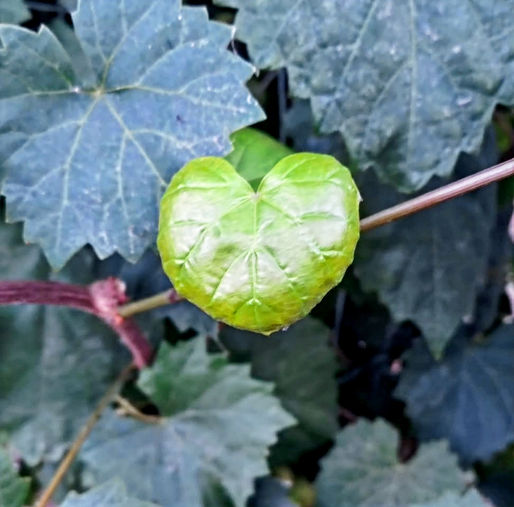 A heart shaped grape leaf.