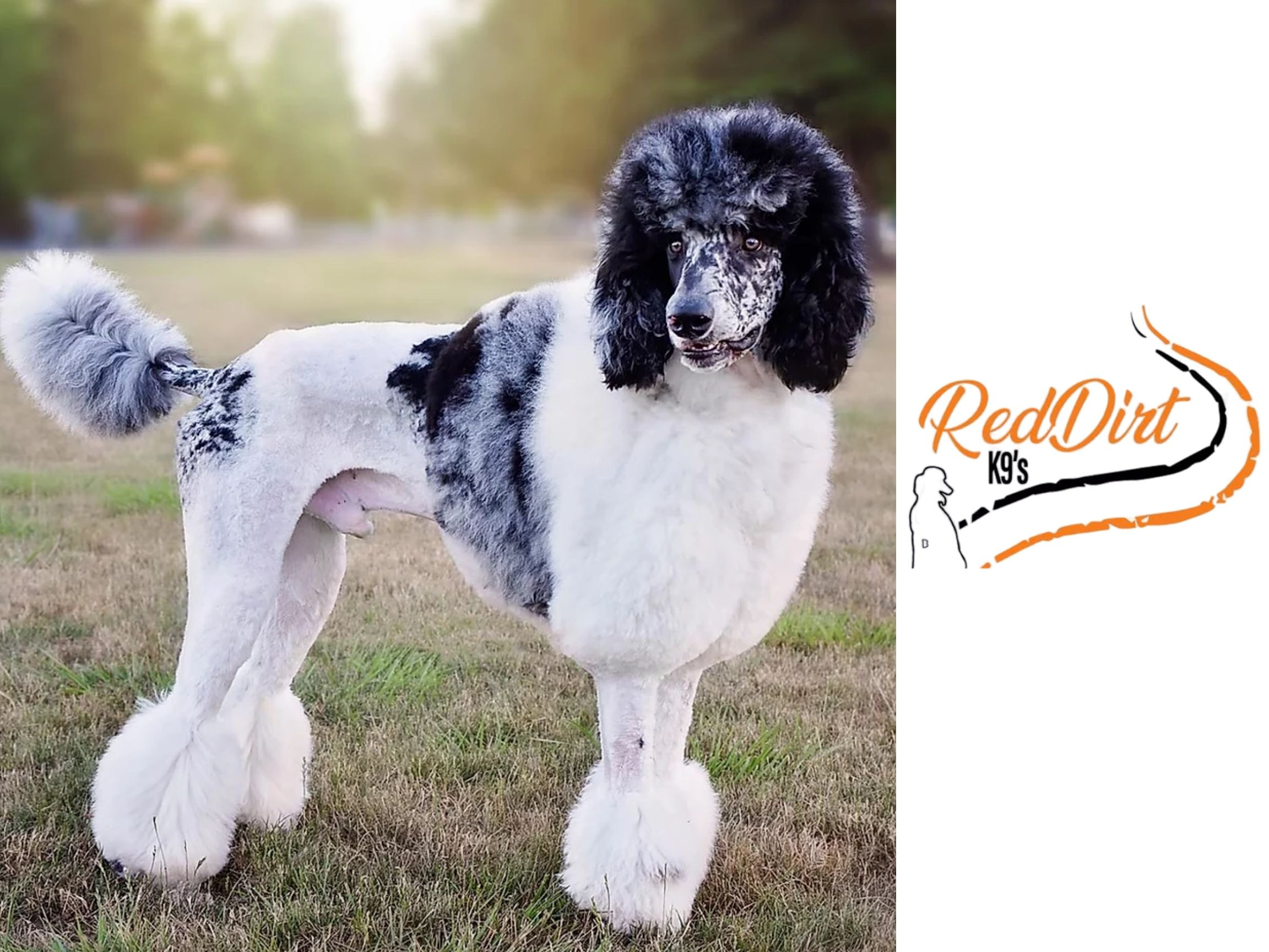 merle standard poodle for sale
