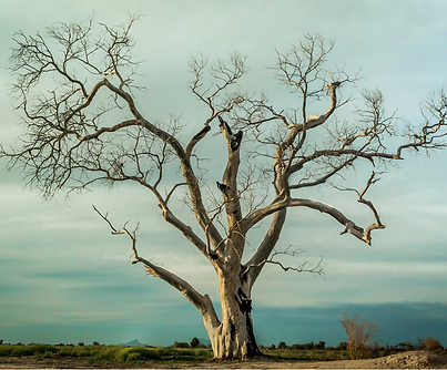 Dead tree.png