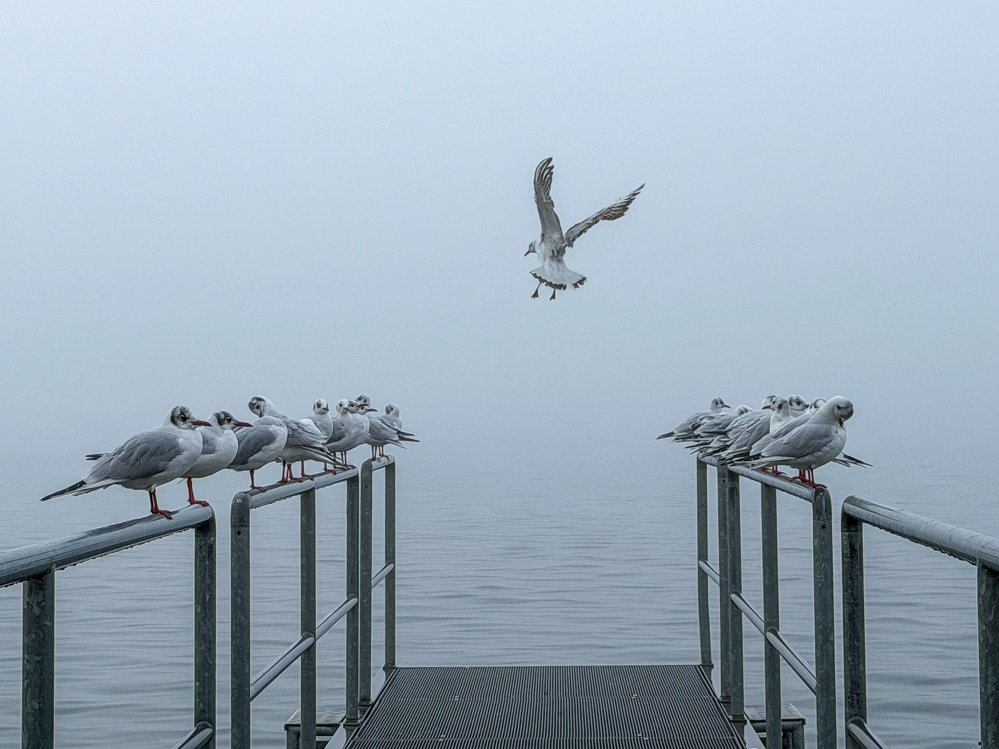 Möwe im Anflug