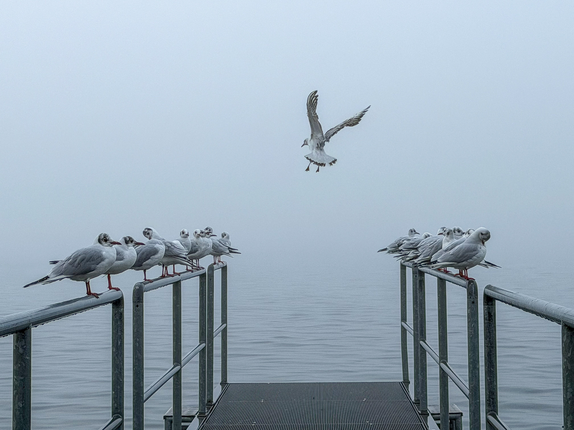 Möwe im Anflug