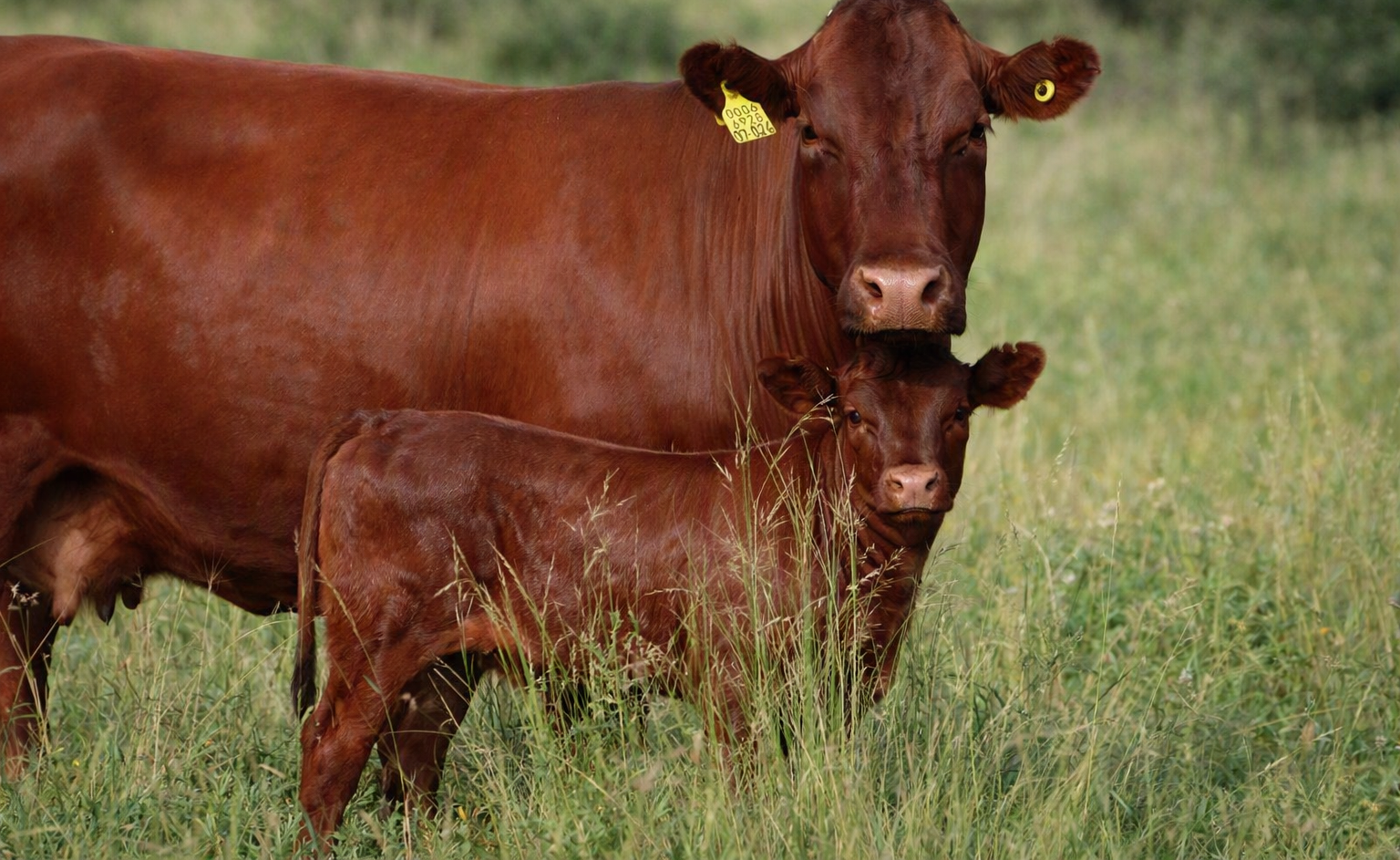 BONSMARA CATTLE