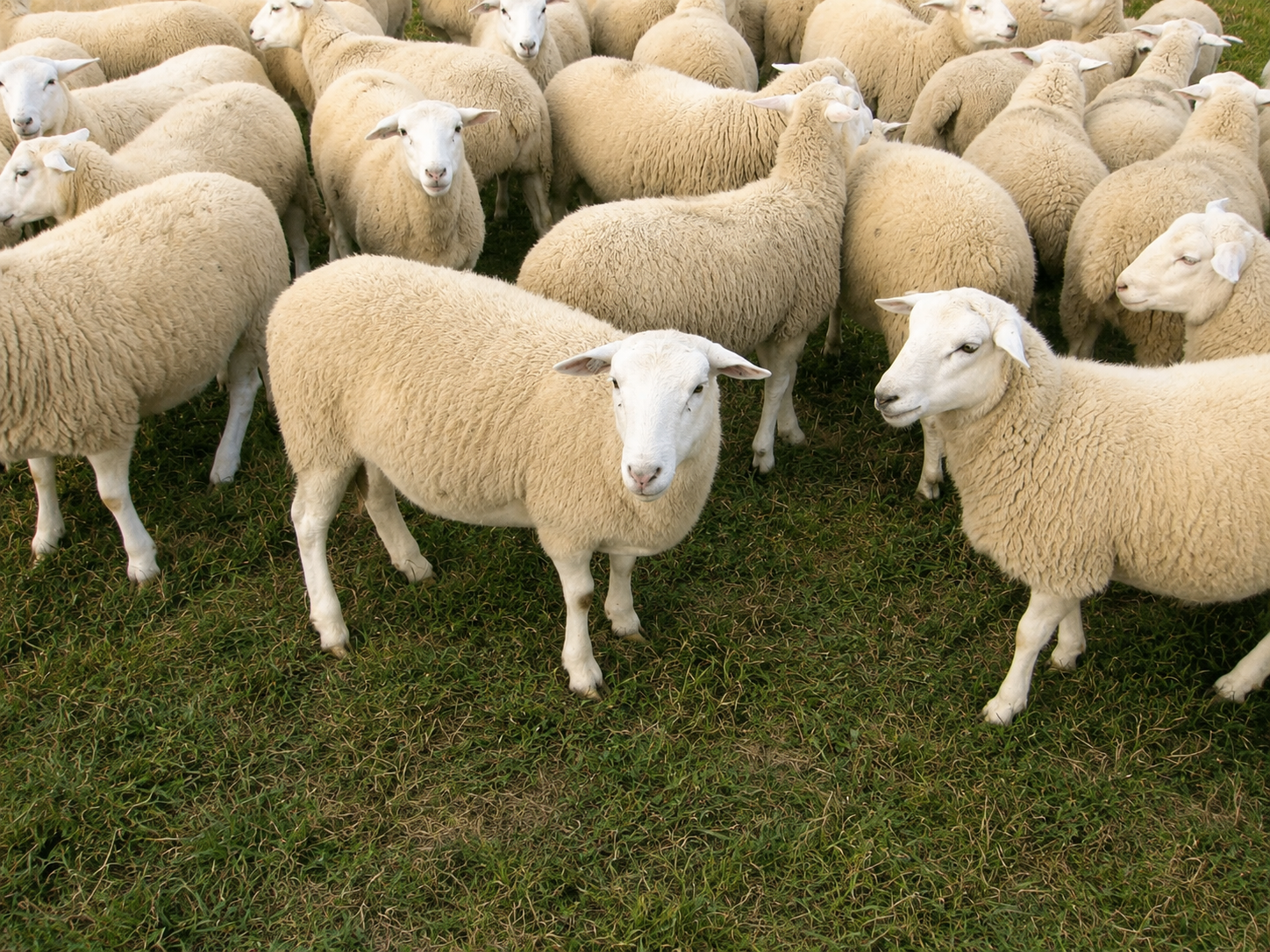 DORPER SHEEP