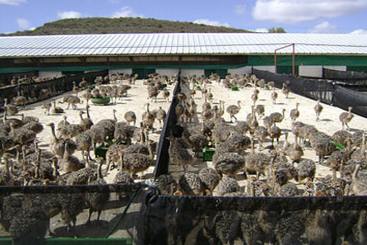 Black Neck Ostrich & Fertile Eggs