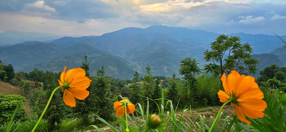 Orange flowers in the foreground with a lush green valley and misty mountains under a cloudy sky in the background. Peaceful atmosphere.