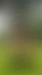 Ancient stone temple surrounded by lush greenery and vibrant plants. Overcast sky peeks through tree branches, creating a serene mood.