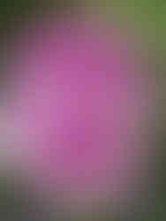 Cluster of vibrant purple and white orchids with speckled petals in a lush green garden setting.