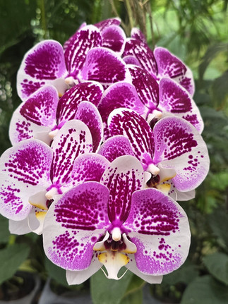 Cluster of vibrant purple and white orchids with speckled petals in a lush green garden setting.