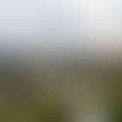 A scenic view of the park near the Omar Ali Saifuddien Mosque, featuring vibrant greenery and well-maintained paths that lead to the mosque’s majestic entrance