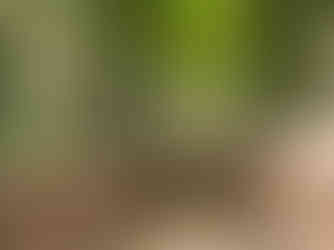 verdant green bamboo forest at the nearby Arashiyama forest