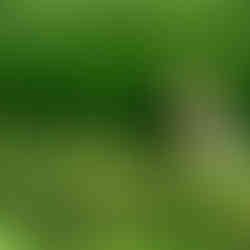 A heron with brown and white plumage stands in lush green grass, surrounded by tall blades, creating a serene natural setting.