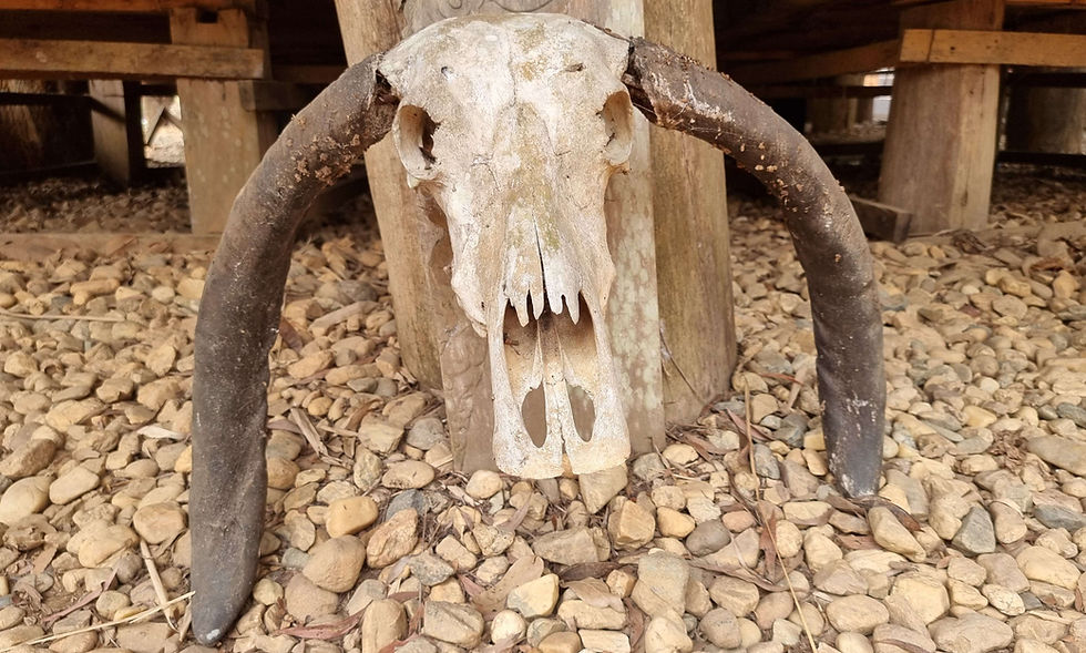 Weathered animal skull with long curved horns propped against wood under a raised structure, on rocky ground.