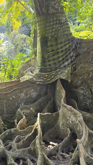Massive tree roots spread over the forest floor. The tree trunk is wrapped in a cloth. Lush greenery and bright flowers surround it.
