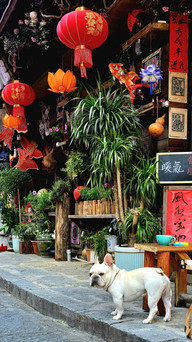 Bulldog stands on a stone path beside a shop with red lanterns and potted plants. Asian decor, colourful signs, vibrant setting.