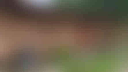 Wooden cabin with corn hanging decor, flags, and a "Room 4" sign. Blackboard lists daily activities. Pathway and greenery outside.