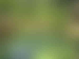 clear green Temple pool at Sebatu, believed to have emerged from the earth by the will of Indra