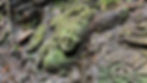 Ancient stone relief with faces, covered in green moss, surrounded by foliage. It has intricate details and a serene expression. The setting feels lush.