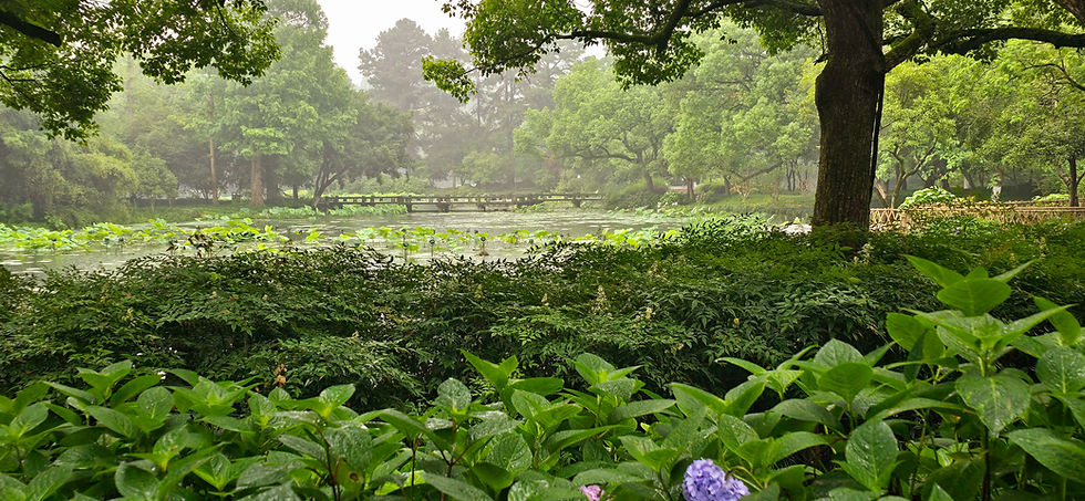 Lush green garden with dense trees, a tranquil pond covered in lily pads, and a wooden bridge in a misty, serene setting.