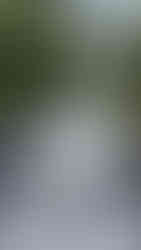 Cascading waterfall in lush green forest with a bridge in the background. The scene is serene and misty.