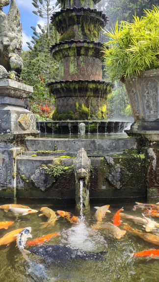 Ornate stone fountain with moss, surrounded by lush plants and vibrant koi fish swimming in a pond, under a bright, clear sky.